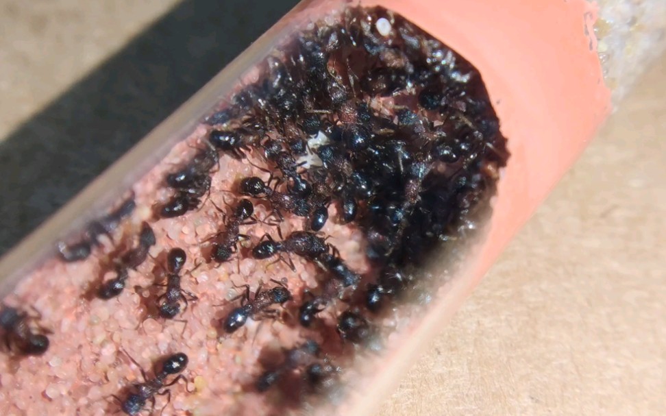 双色曲颊猛蚁也产了一堆卵