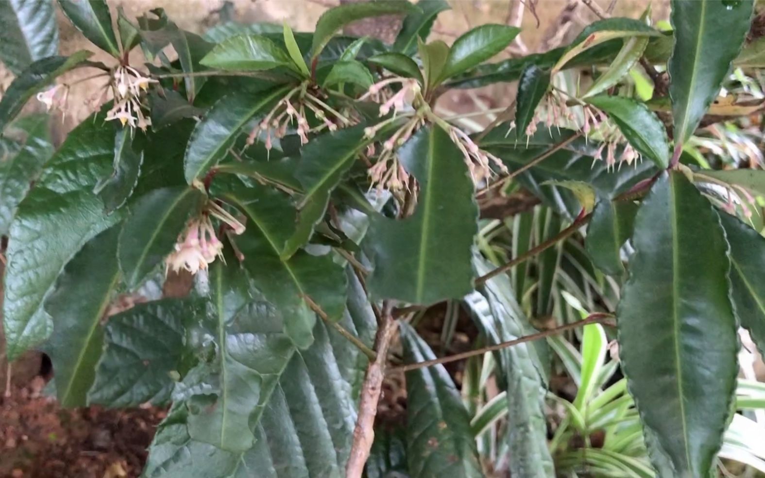 很多人说雀舌红芽小叶赤楠老桩不好养活今天给大家看看我的出了好多