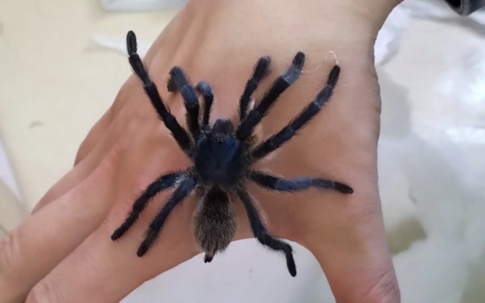 一只状态差劲的公梦幻捕鸟蛛