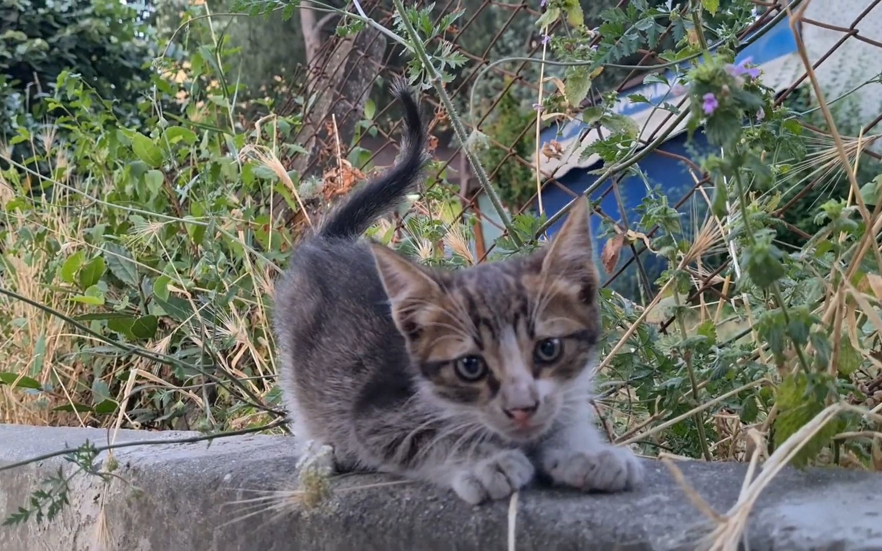 [图]I massaged the cute little kitten and he really liked it.