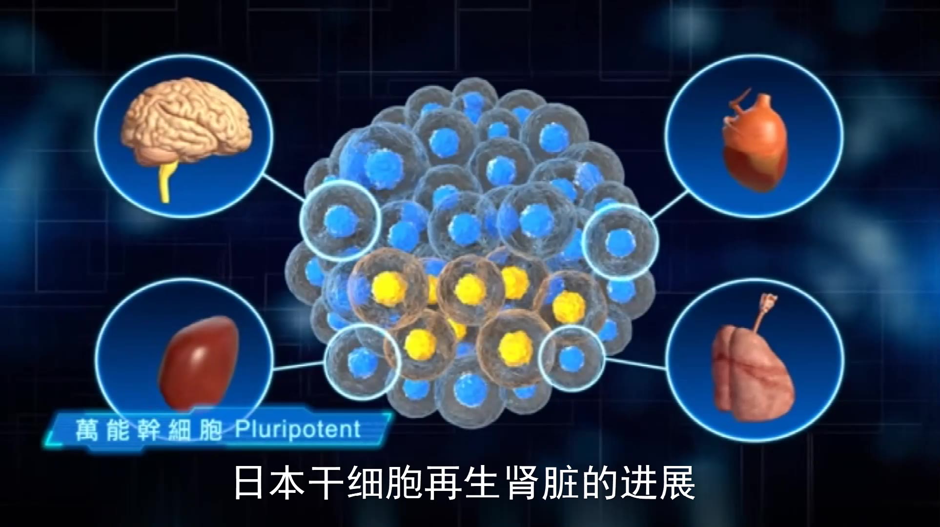 JMT日本干细胞干细胞培养肾脏临床应用仅一步之遥哔哩哔哩bilibili