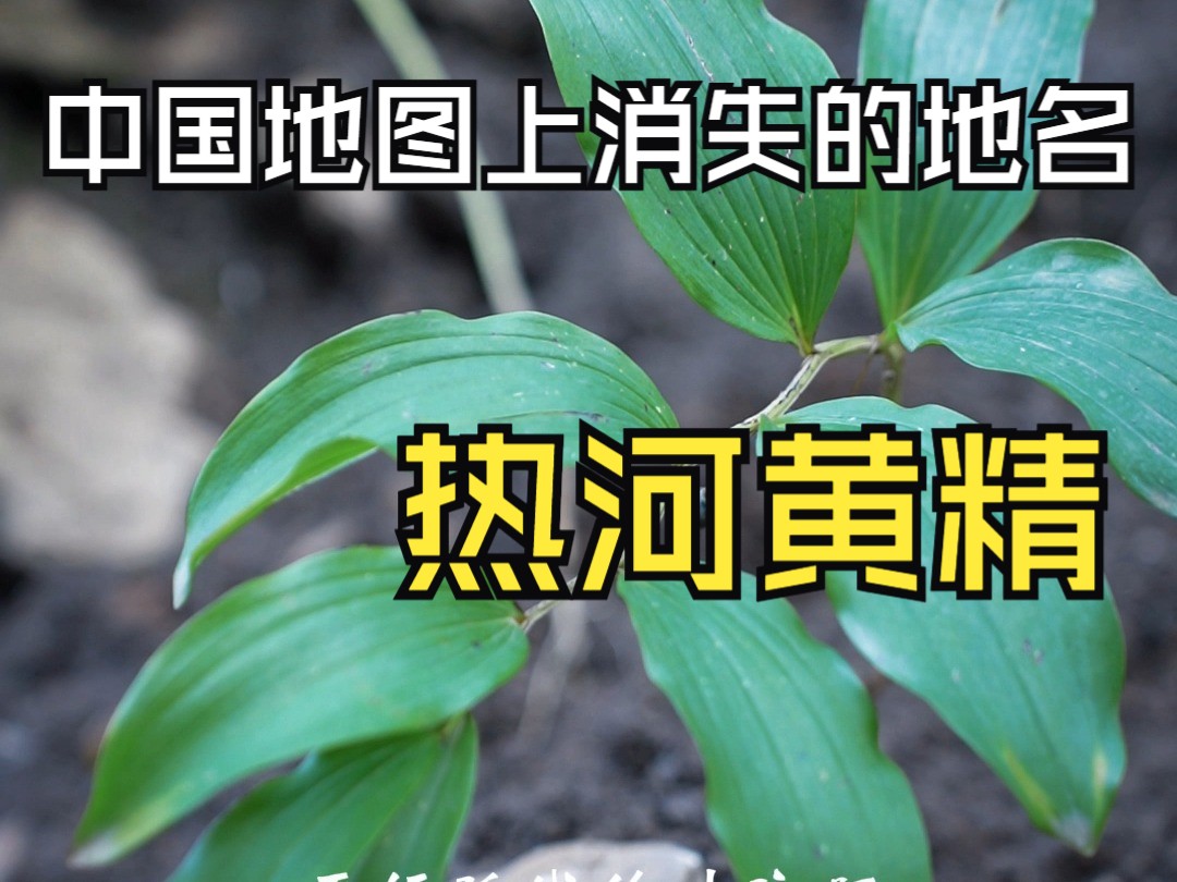 热河黄精,和玉竹长得非常相似却被称为黄精的植物