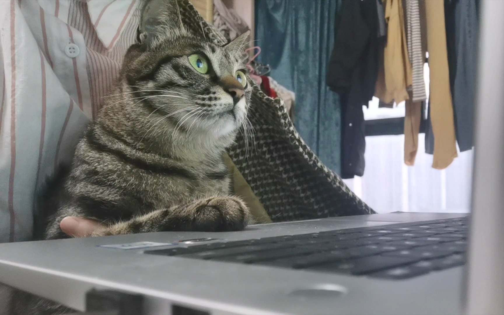小猫咪看电脑能有多认真