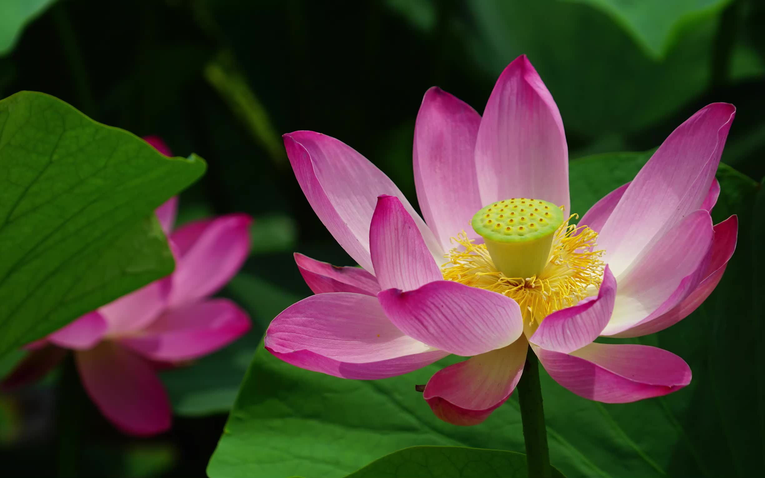 【荷花影集】一朵芙蕖,开过尚盈盈