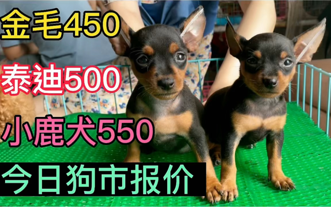 金毛450,泰迪500,小鹿犬550,今日狗市报价,喜欢点个赞吧哔哩哔哩bilibili