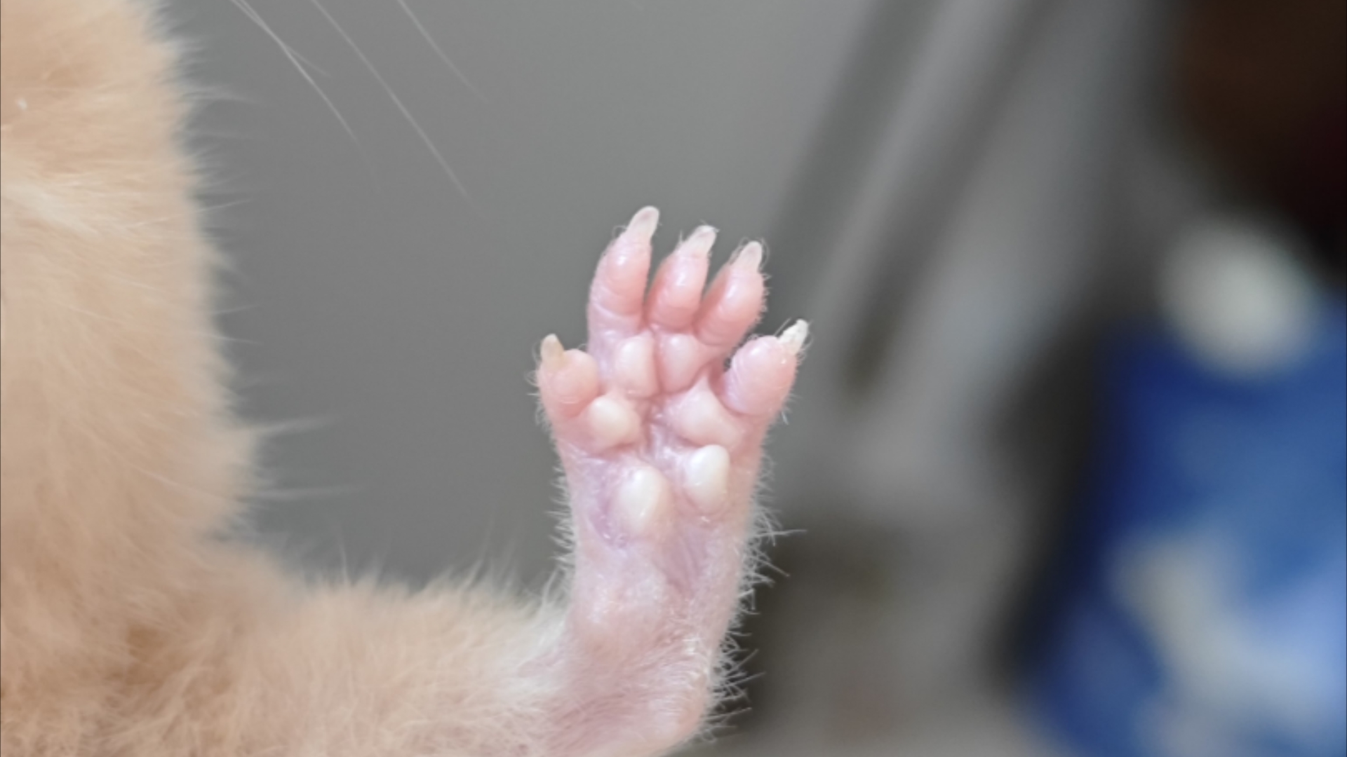 鼠鼠特写,粉萌萌