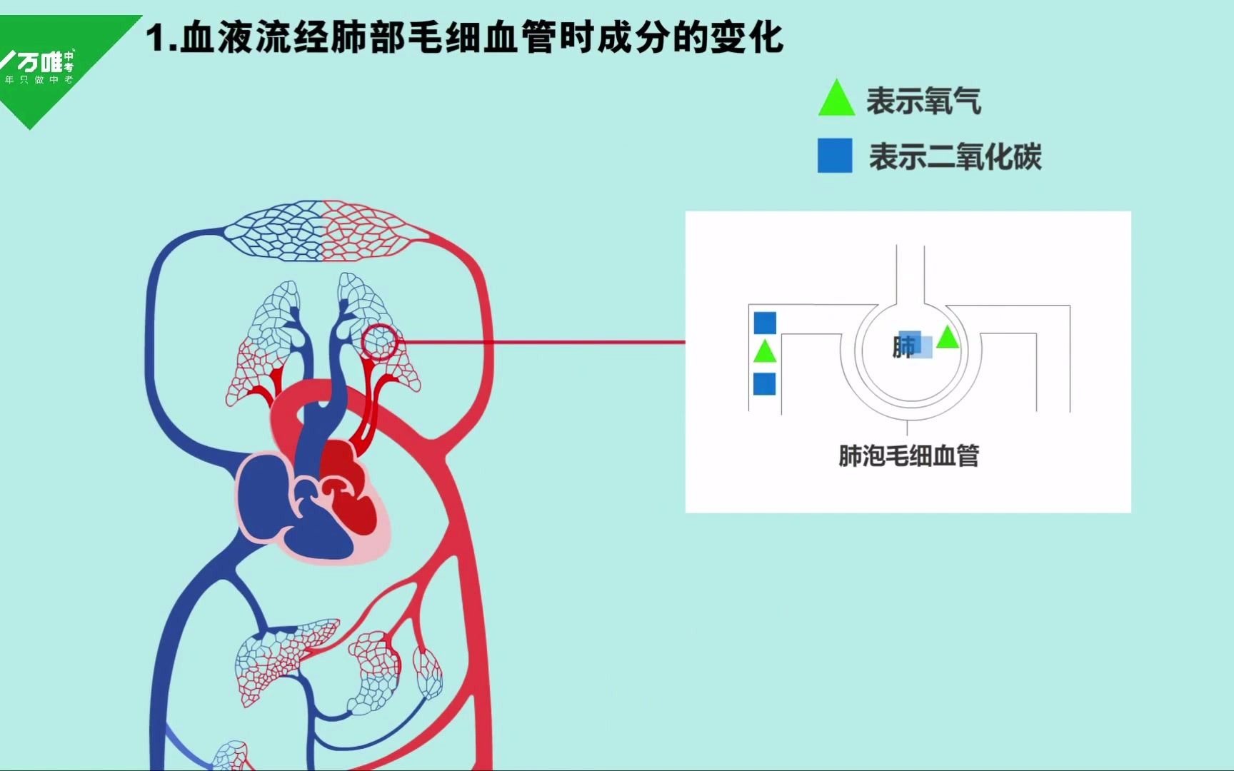 [图]三分钟搞懂血液循环过程 中考生物难点