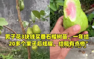 Video herunterladen: 男子花3块钱买番石榴树苗，一年结20多个果子后炫耀，结局有点惨