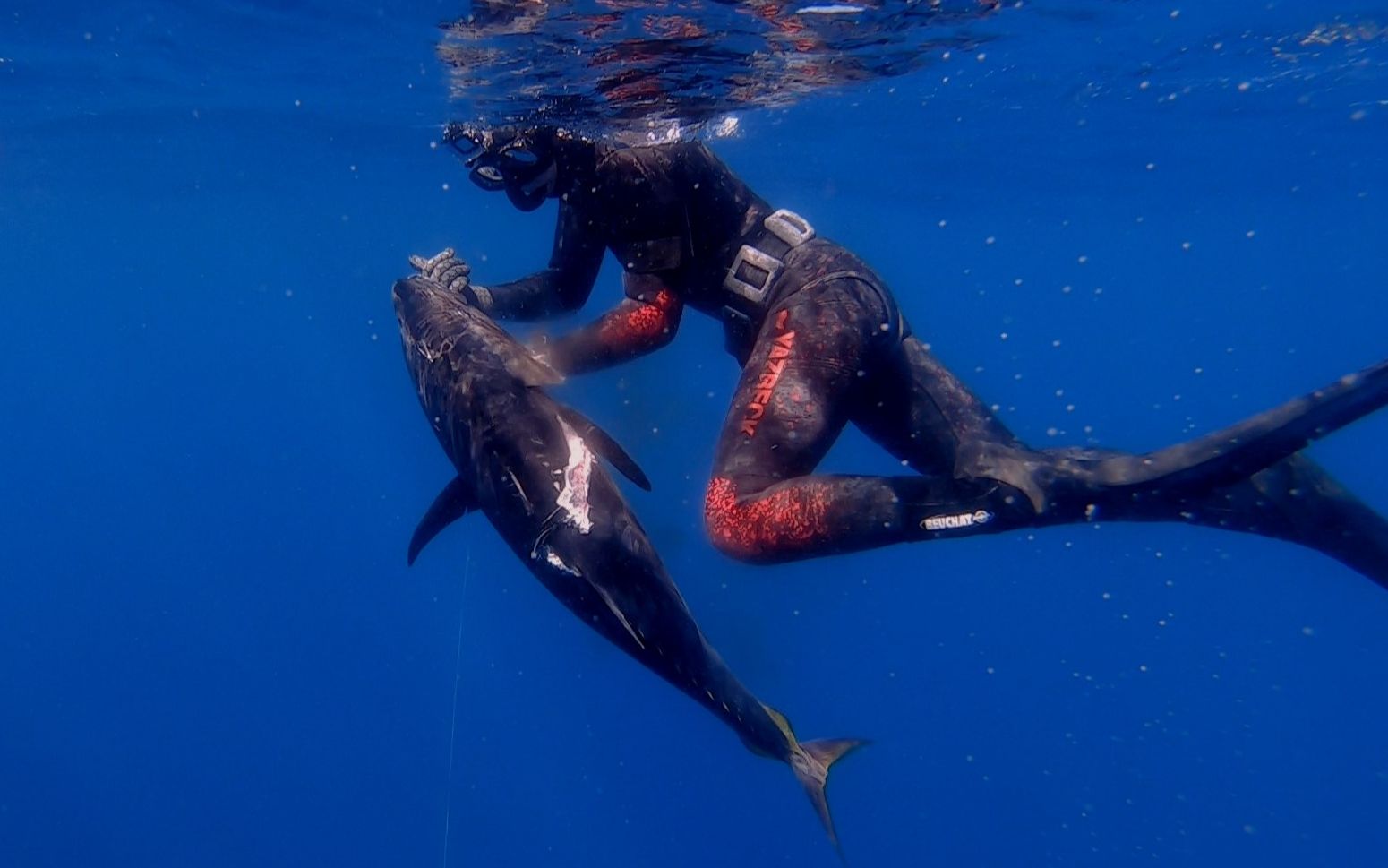 自由潜水渔猎澳大利亚墨尔本 - 2020夏季蓝旗金枪鱼_哔哩哔哩 (゜-゜)