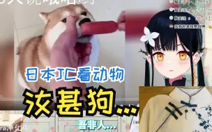 Video herunterladen: 【B站入驻VUP】日本少女看《吾非人，汝甚狗》【八鏡mira】