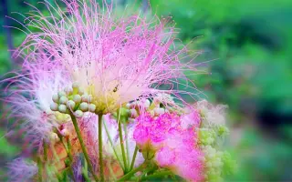 香水合欢 哔哩哔哩 Bilibili