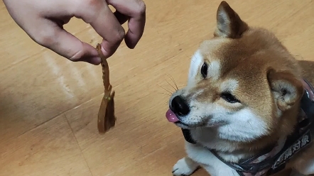 【柴犬七六】狗:哇塞!大肉片!又吃到肉肉了