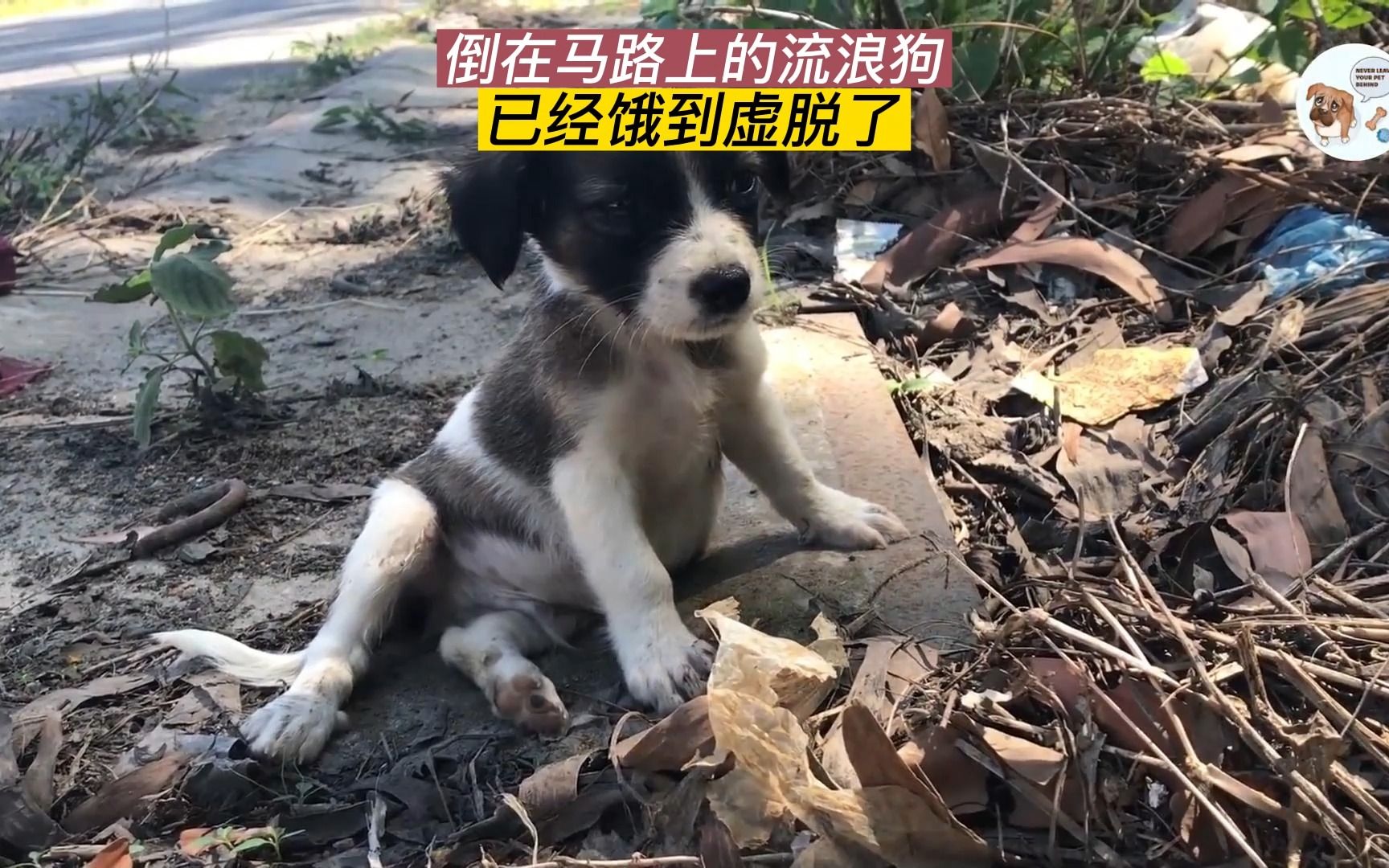 "我快要饿死了!"倒在马路上的流浪狗,已经饿到虚脱了