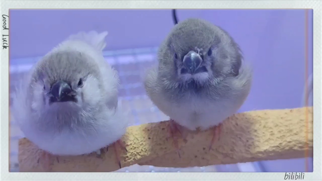 这俩小企鹅长大一定很漂亮