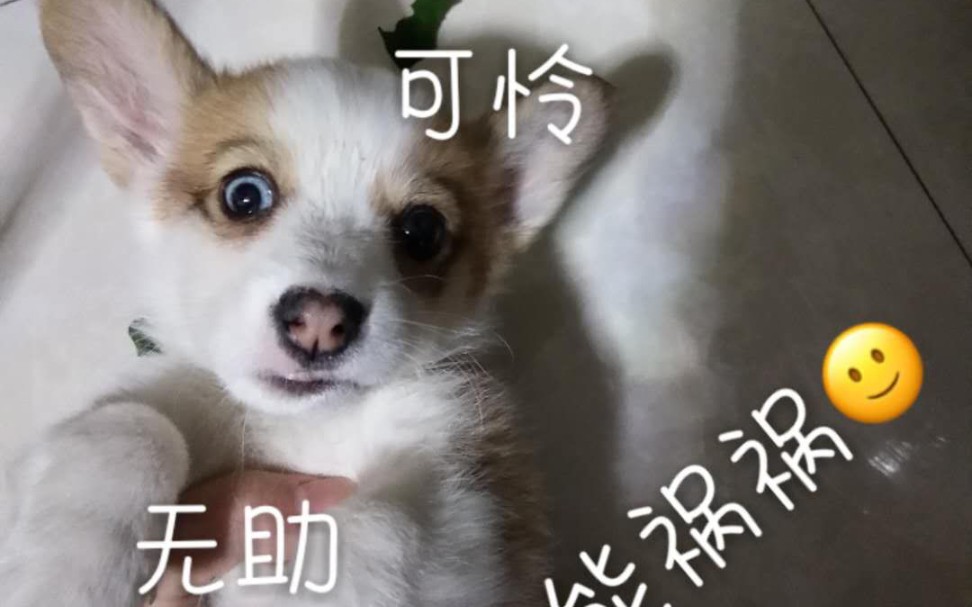 卑微小短腿在线自闭