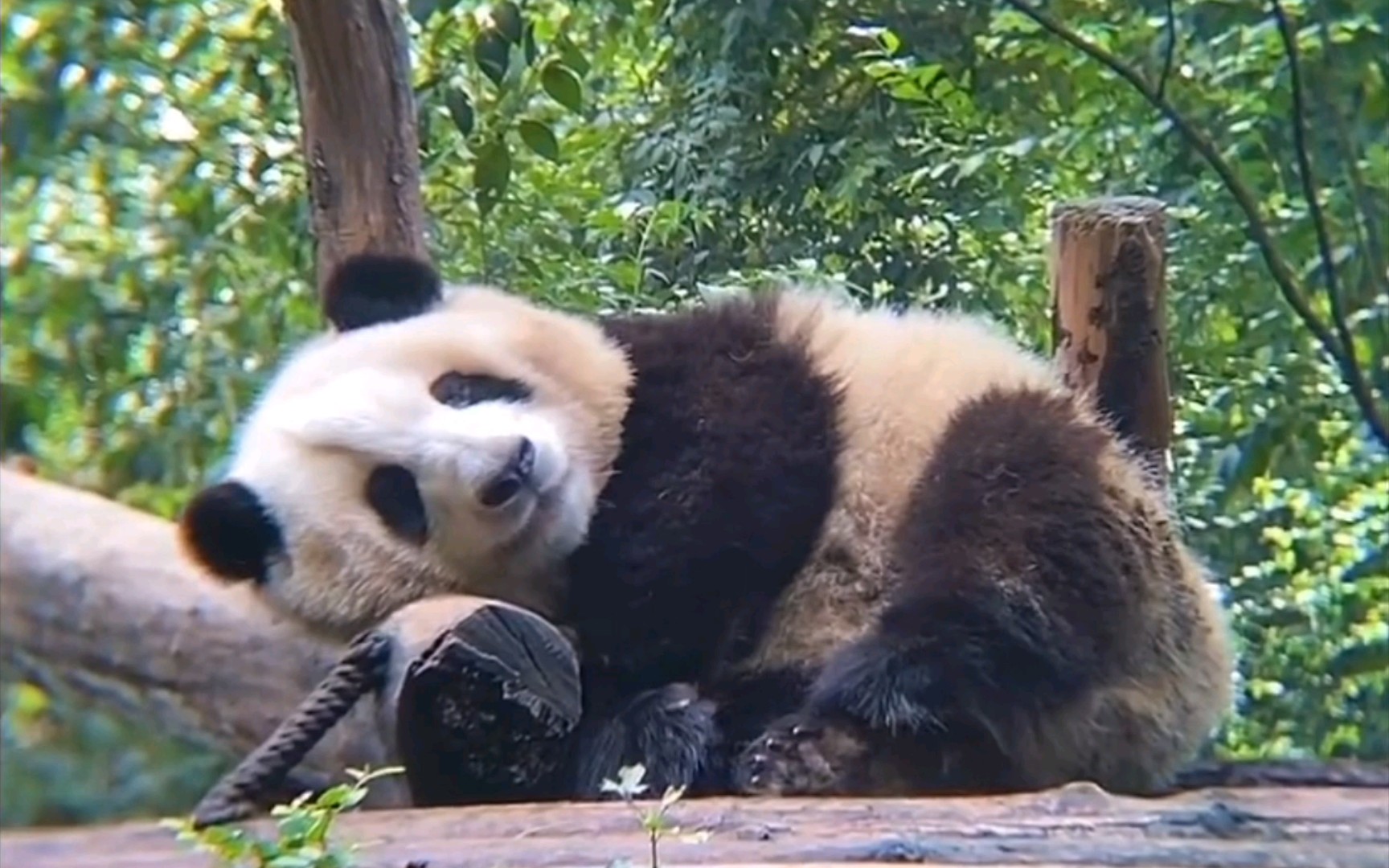 [图]东方睡美熊！沉鱼落雁、羞花闭月啊！