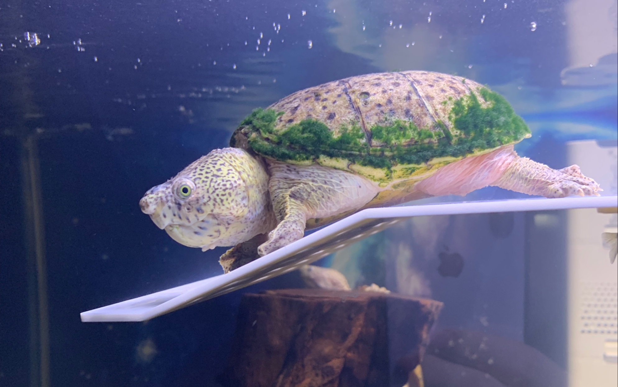 巨头蛋龟大头大头下雨不愁