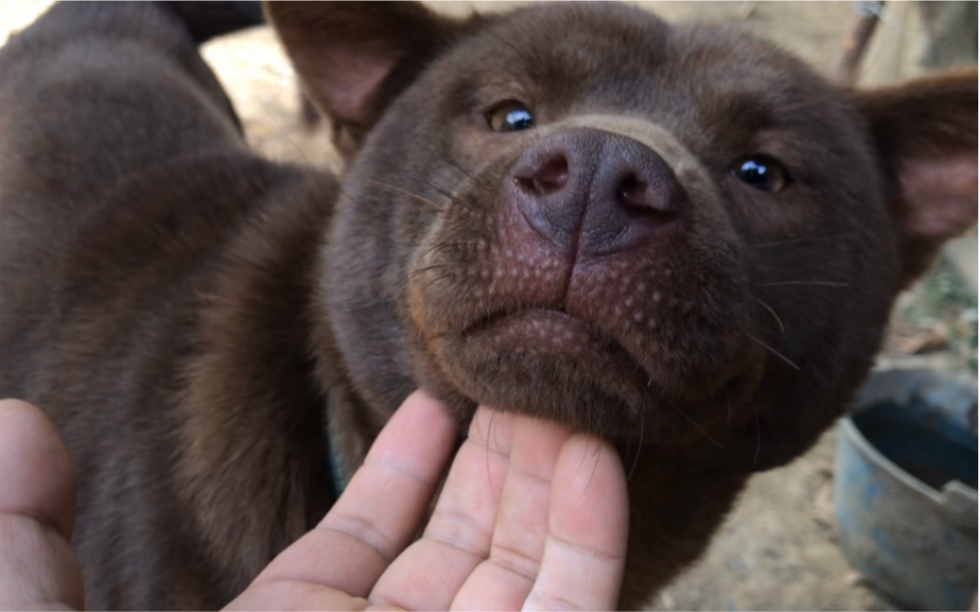 大叔在山里养了一条的漂亮土狗棕毛红鼻这正是稀有的山牛红