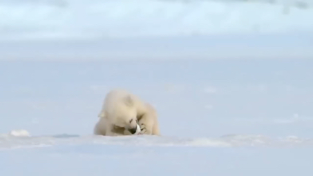 可爱的小北极熊