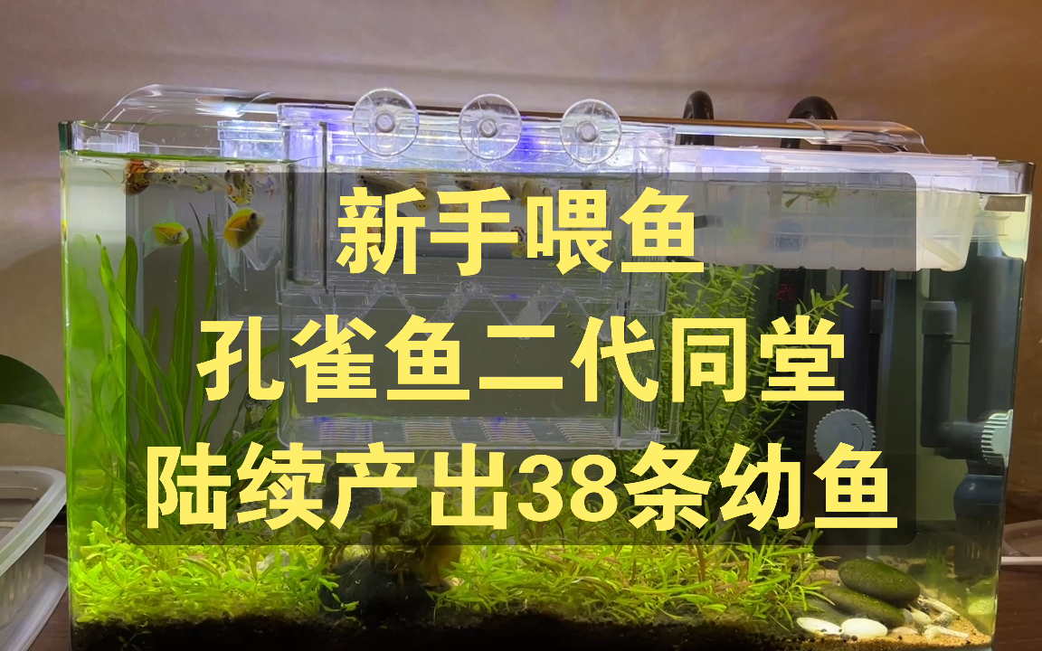 [图]新手喂鱼，孔雀鱼二代同堂，陆续产出38条幼鱼崽