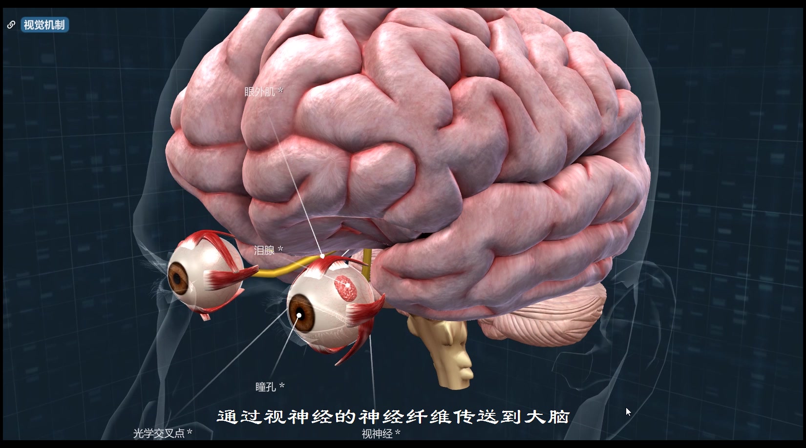 [图]人体的五种基本感觉即视觉，听觉 嗅觉，味觉，和触觉