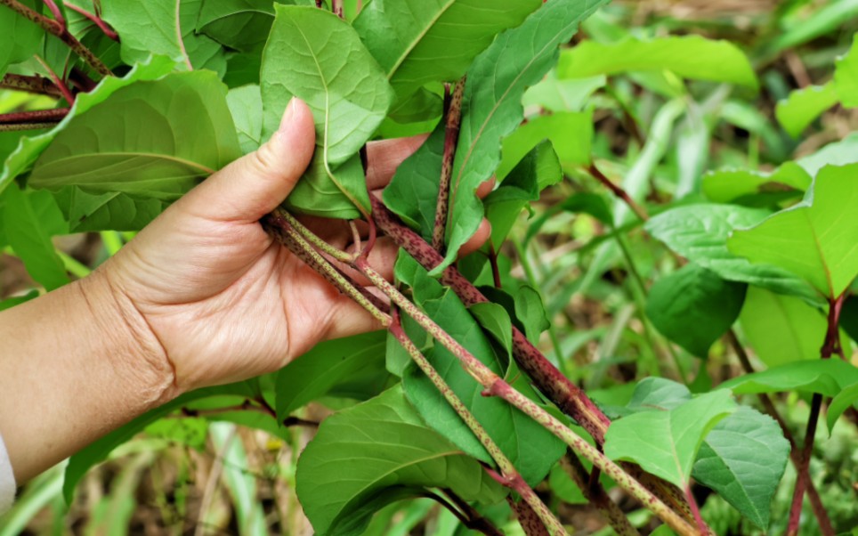 农村娃当零食吃,老农当野菜卖,还救护过老虎?虎杖价值有多大?