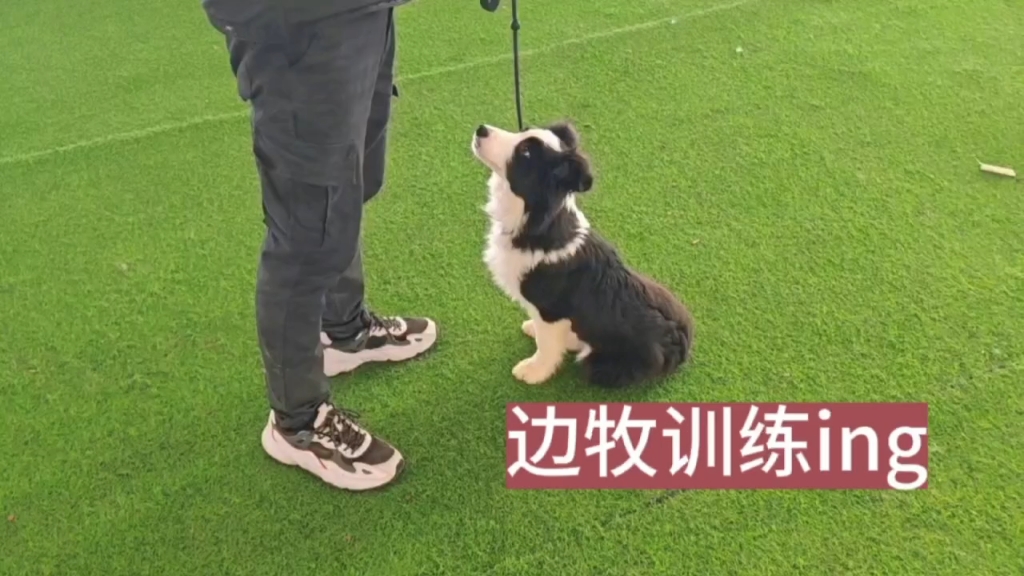 重庆专业的训犬学校 重庆哮天训犬基地哔哩哔哩bilibili