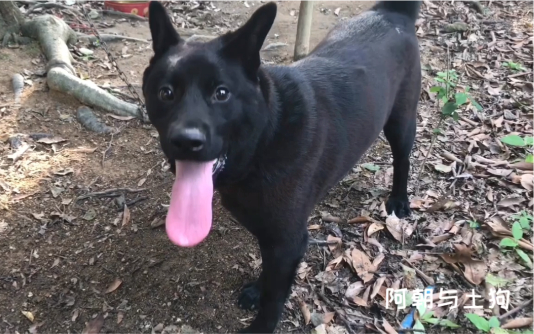中华田园犬第一次近距离触摸这么漂亮的大黑狗