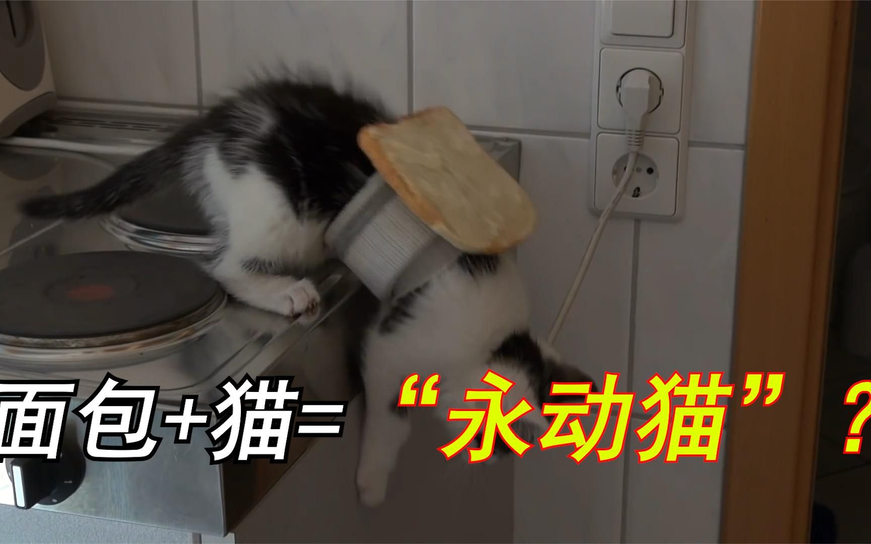 黄油猫悖论图片