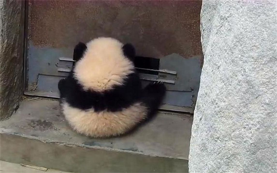 大熊猫躲在墙角哭泣,饲养员走近一看:我滴小祖宗你干了啥