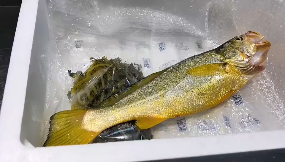 舟山海钓精品野生大黄鱼,一斤半 规格(买咸菜送野黄)!
