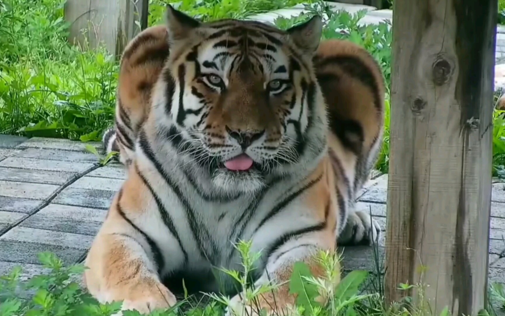 漂亮可爱的圆脸大虎