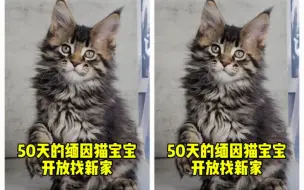 Download Video: 六只缅因猫宝宝找新家