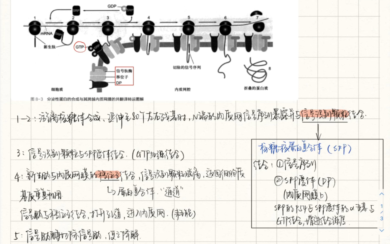 【细胞生物学】||“蛋白质你们不一起回家吗”“我们才不是一家人呢!”||4分钟带你学会蛋白质分选!哔哩哔哩bilibili