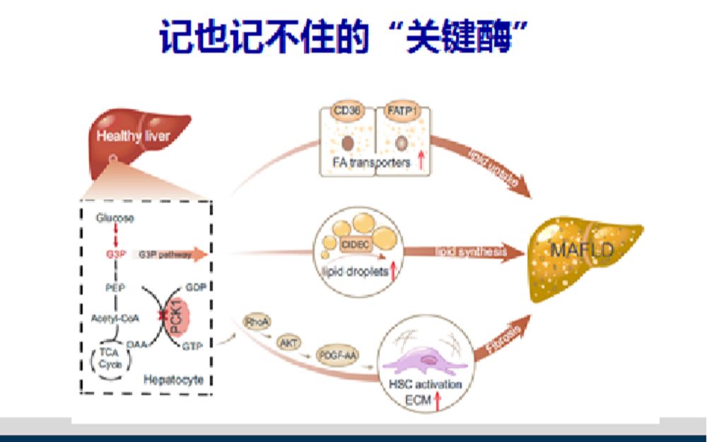 记也记不住的“关键酶”哔哩哔哩bilibili