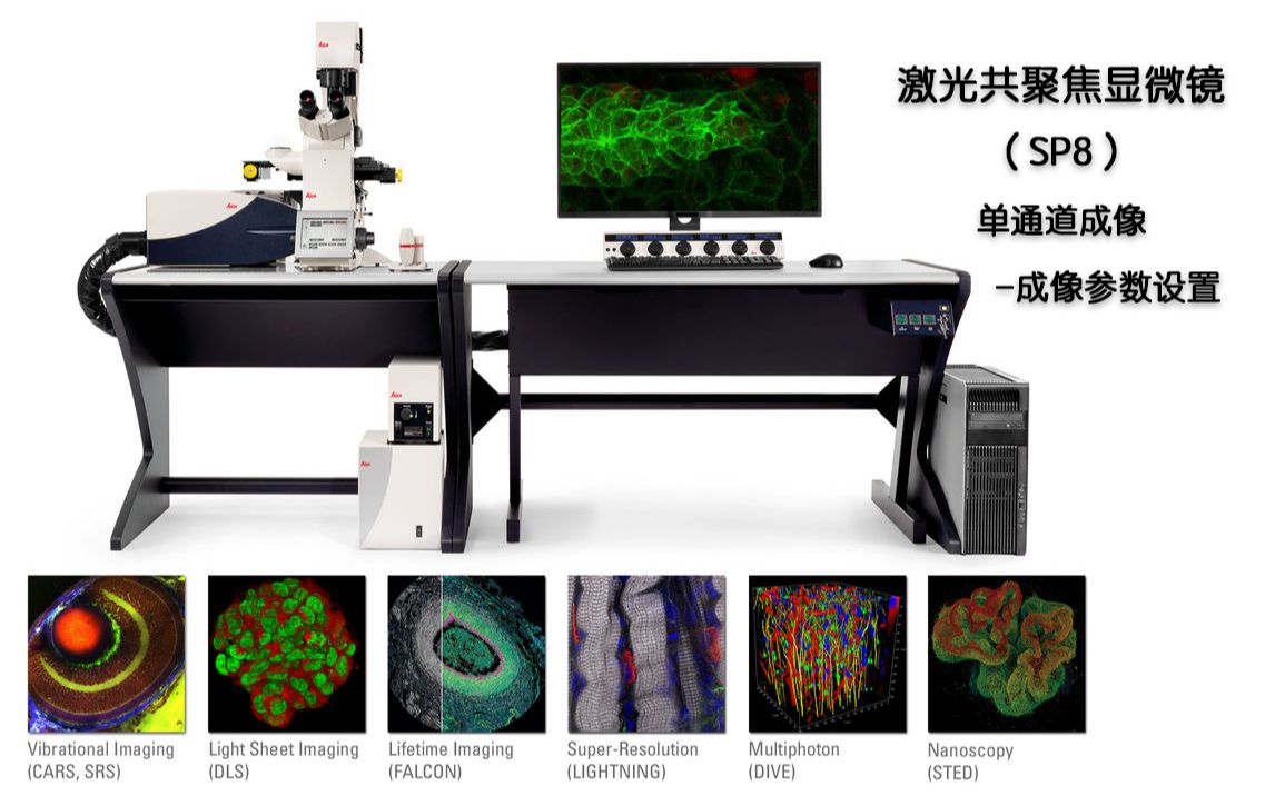 激光共聚焦显微镜(SP8)单通道成像成像参数设置哔哩哔哩bilibili