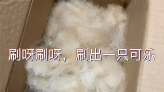 柴犬 我是一个脱毛怪 在秃头的道路上越走越远 哔哩哔哩 Bilibili