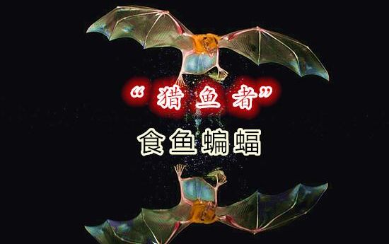 会捕鱼的蝙蝠之食鱼蝙蝠