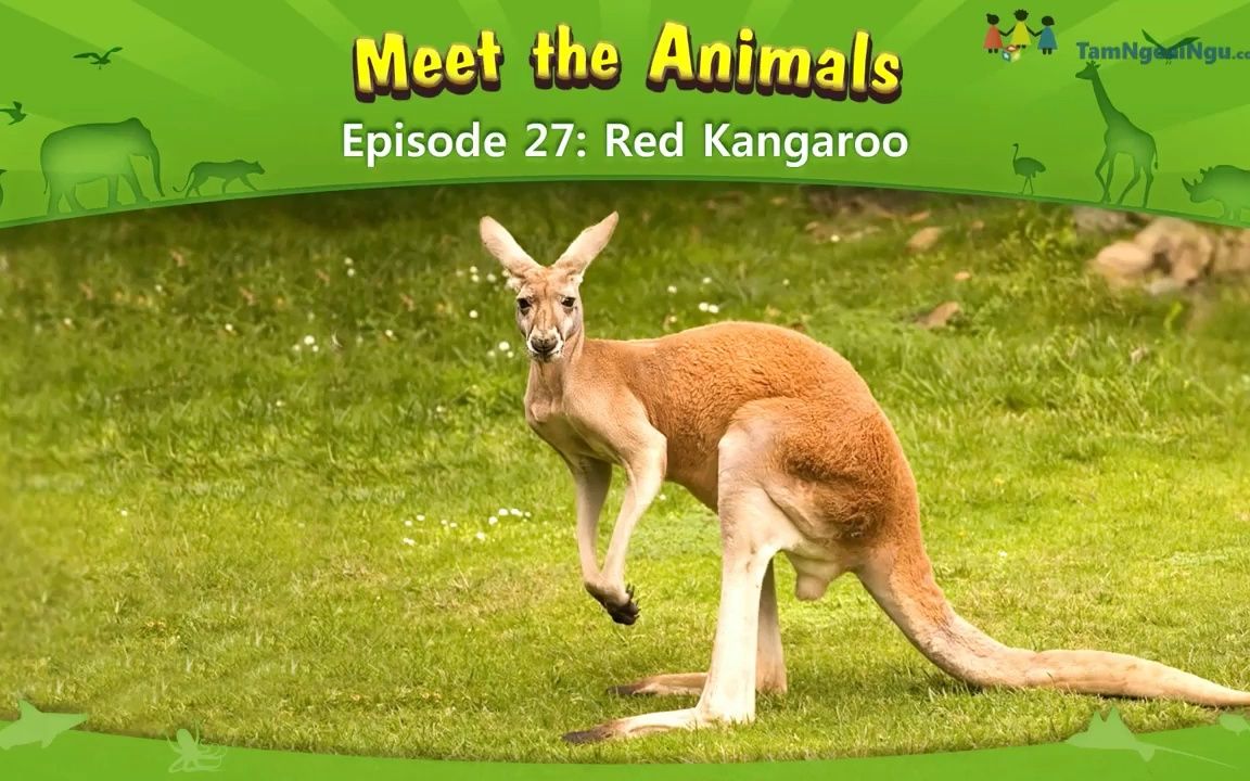 [图]认识动物：红袋鼠-Meet the Animals Red Kangaroo