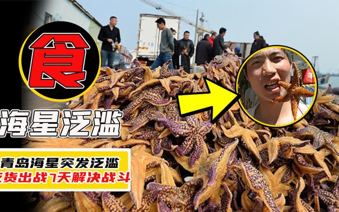青岛海星大泛滥,因为味道太好吃,被吃成濒危动物!小龙虾:悲哀