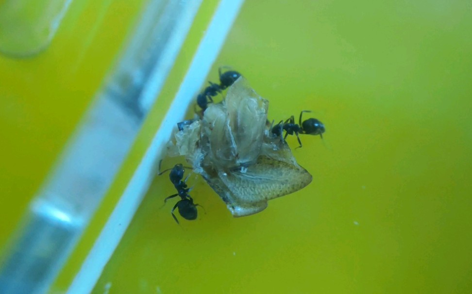 [玉米毛蚁]三分杜比亚_哔哩哔哩 (゜-゜)つロ 干杯~-bilibili