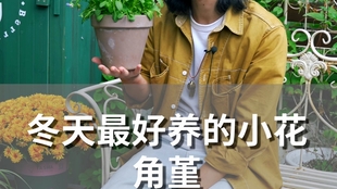 种上一盆爱爆花的角堇 这个冬天不再单调 哔哩哔哩 つロ干杯 Bilibili
