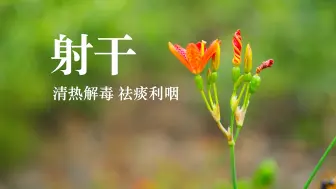 Download Video: 【射干】对咽喉有大用的本草！