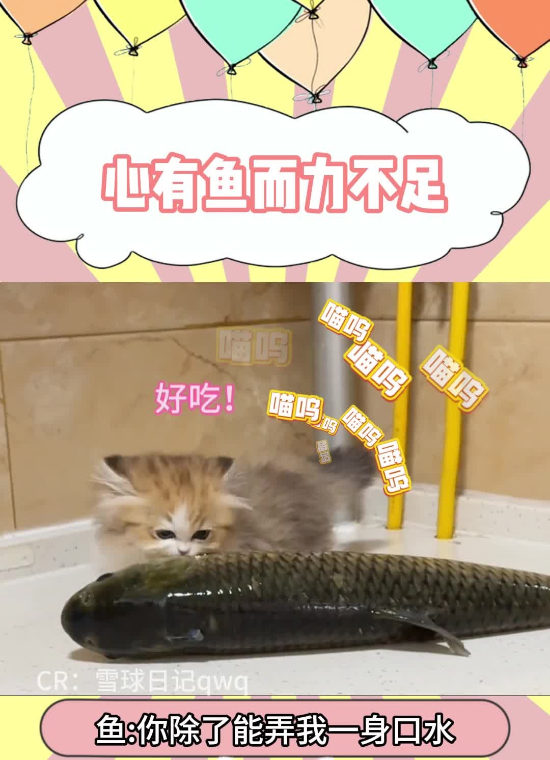 心有鱼而力不足