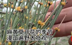 Download Video: 野生麻黄草开花了，去年疫情后感冒药紧缺，这玩意儿被薅光了