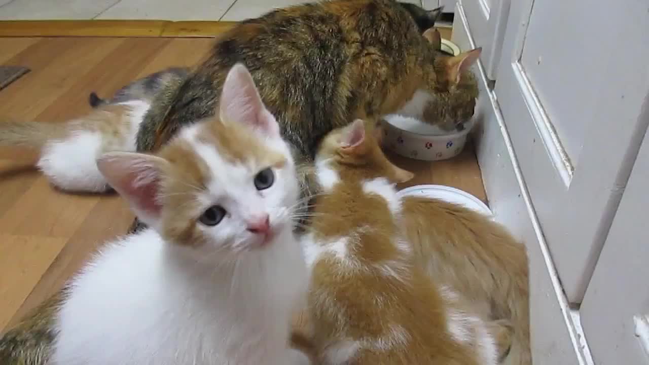 [图]猫麻麻吃食，萌猫宝宝等着吃奶(≧^.^≦)喵~