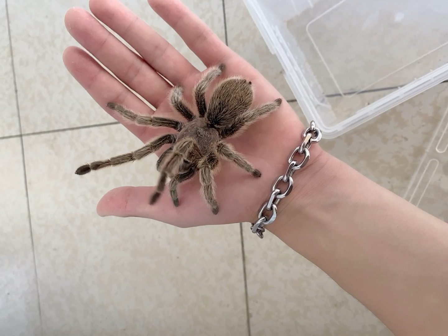 捕鸟蛛##爬宠#红玫瑰,就是丑了点98_哔哩哔哩_bilibili