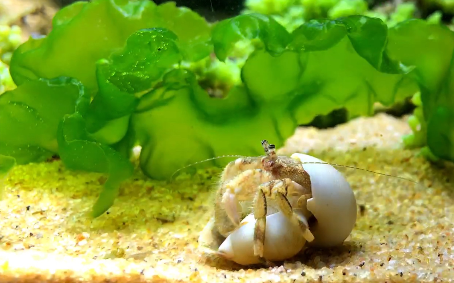 [寄居蟹]寄居蟹搬家换房子