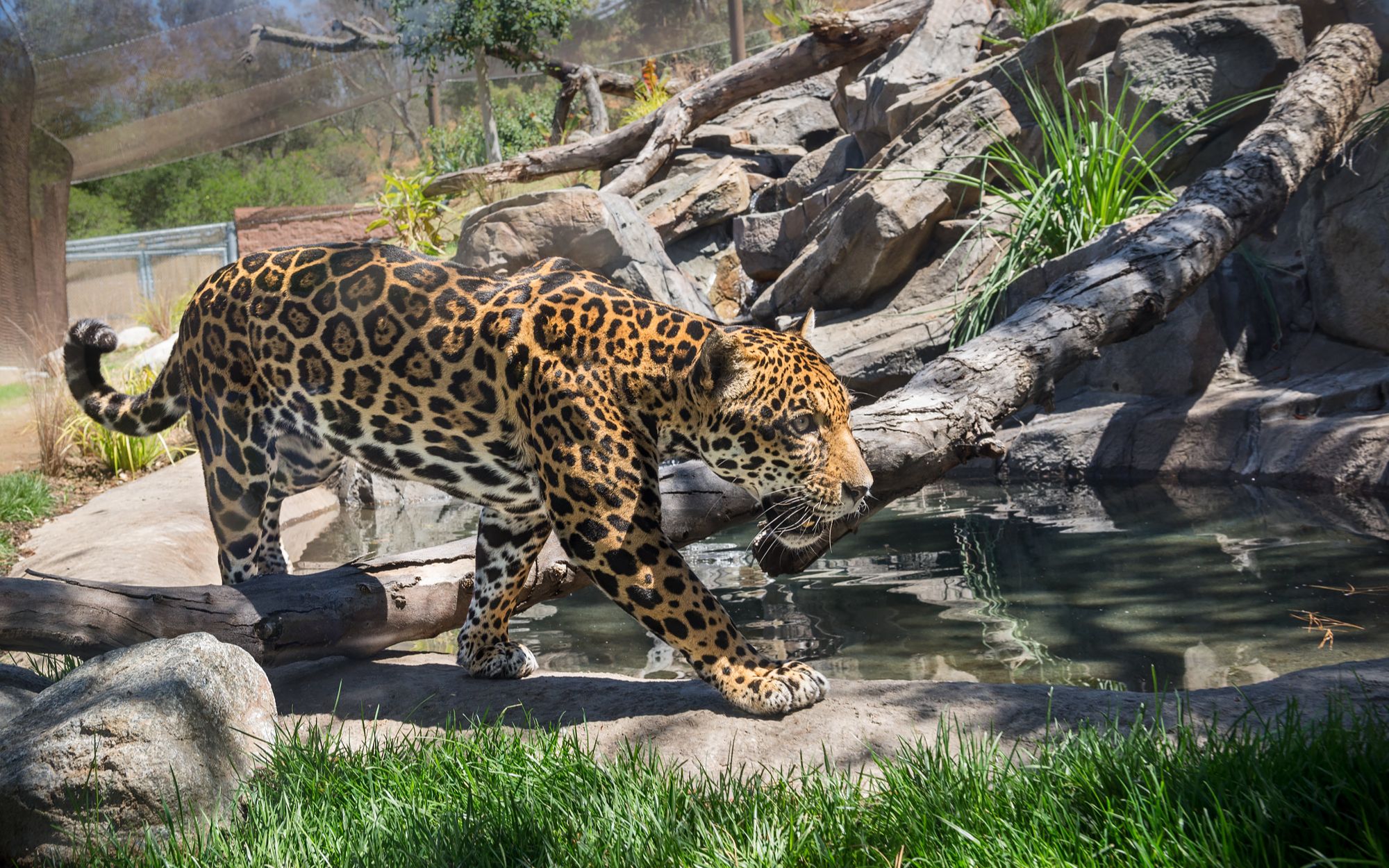 【搬运】动物园之星-现代风格的美洲豹馆_哔哩哔哩_bilibili