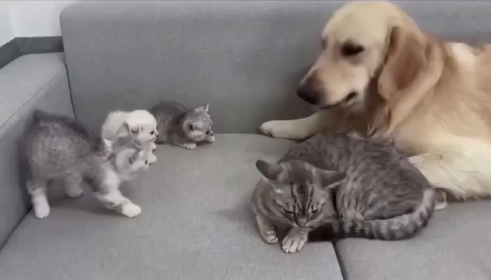猫妈妈正在教导小猫，告诉它们那位狗朋友是无害的。